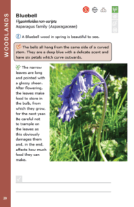 Discovering British Wild flowers - Bluebell