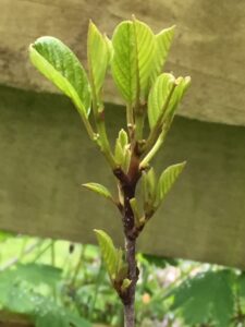 Young Alder Buckthorn plant grown to support Brimstone butterfly caterpillars in Heasley Mill project