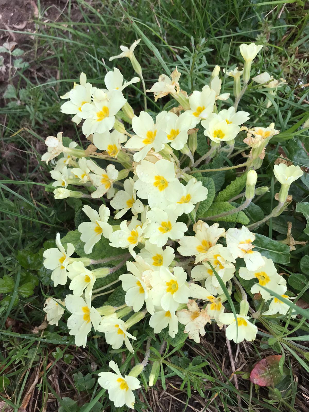 Preiear Roses Primroses | Brambleby Books